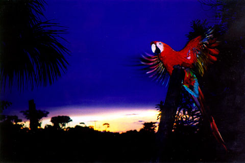 Macaw-Sunset-Near-Iquitos