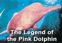 Legend | Pink Dolphin