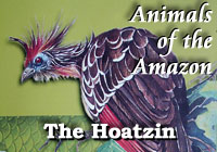 Amazon Animals | Hoatzin