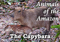 Amazon Animals | Capybara